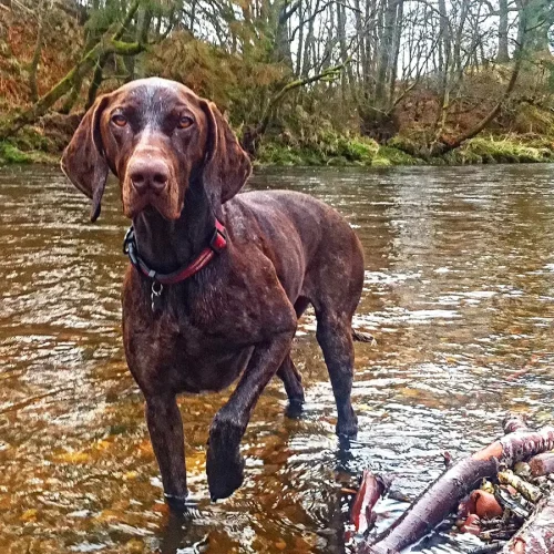 pointer Cassy and Co